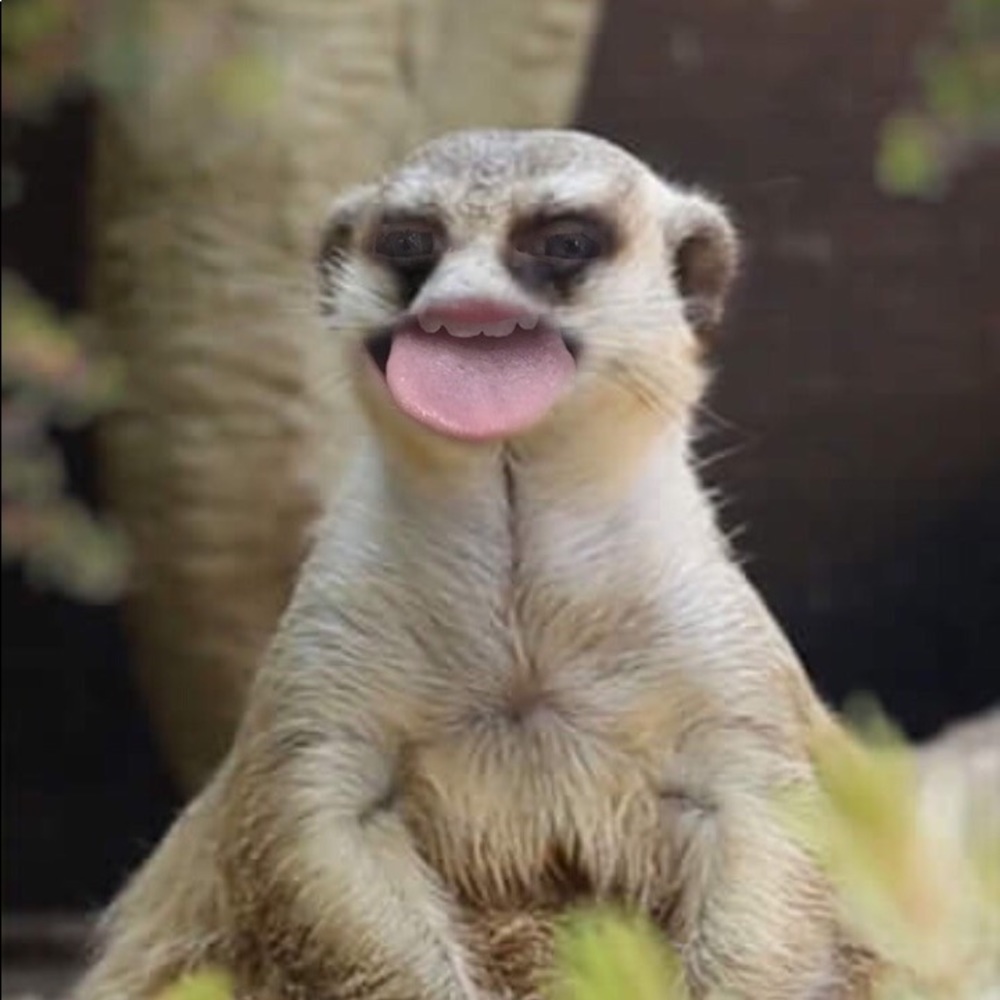 Meet your Posher, Dawna